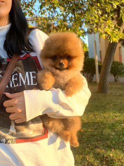 SAFKAN VE SAĞLIKLI POMERANİAN BOO 2