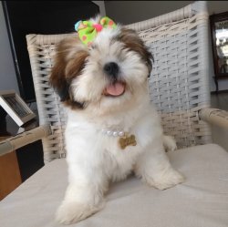 Shih Tzu Yavrular 2
