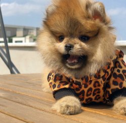 En Güzel PomeranianBoo  Yavruları Için İletişime Geçiniz 3