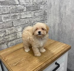 Safkan Toy Poodle Yavrulari 2