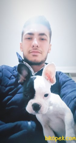 Bakımlı French Bulldog 3