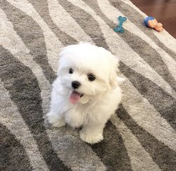 Xs Minyatür Maltese Terrier Yavrumuz 3