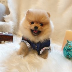 Yılbaşına Özel Pomeranian Boo Yavrularımız 3