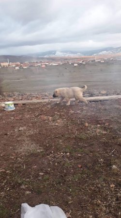 Kangal Yavru Dişi Ve Erkek 1