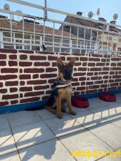 4ALMAN ÇOBAN KÖPEĞİ 4 Aylik 2