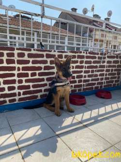 4ALMAN ÇOBAN KÖPEĞİ 4 Aylik 1