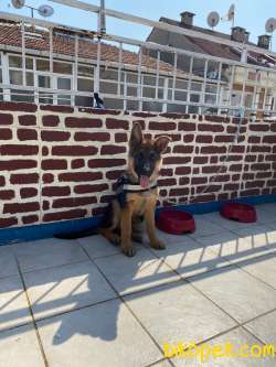 4ALMAN ÇOBAN KÖPEĞİ 4 Aylik 3