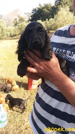 4aylik English Cocker 3