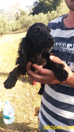 4aylik English Cocker 1