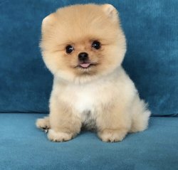 Irk Ve Saglik Garantili Teddy Pomeranian Boo Yavrularimiz 1