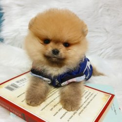 Pomeranian Boo Mükemmel Kalite Yavrular 5