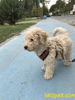 Apricot Toy Poodle 3