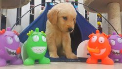 GOLDEN RETRIEVER YAVRULARI 4