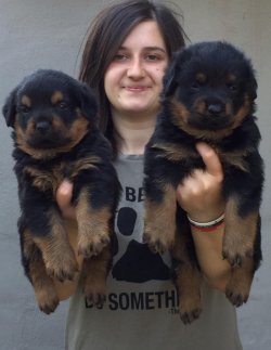Rottweiler Yavruları Koca Kafa 1