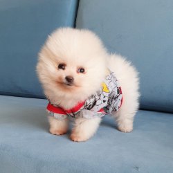 Pomeranian Boo Teddy Bear Yavrular 1