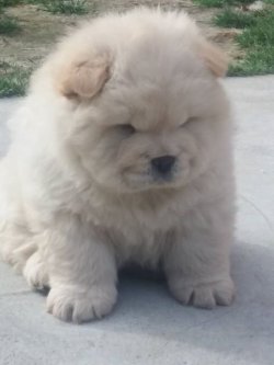 CHOW CHOW ( Çin Aslanı ) YAVRULARI 3