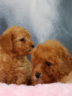 TOY POODLE YAVRULARI 2