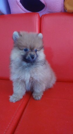 Pomerian Şipitz 3