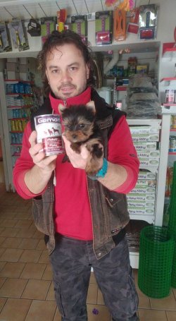 YORK SHİRE YAVRUMUZ 4