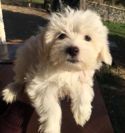 Kar Beyaz Maltese Yavrular 3