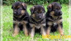 RUHSATLI KÖPEK ÇİFTLİĞİNDEN ALMAN KURDU YAVRULARI 2