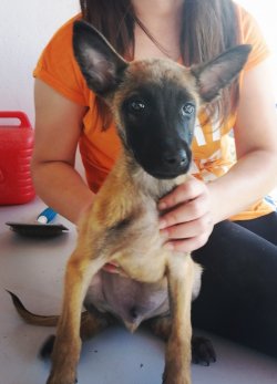 Çiftliğimizden Belçika Malinois Yavrusu 2