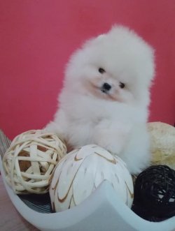 TEDDY BEAR AYI SURAT POMERANİAN BOO DOG YAVRU VE YETİŞKİNLER 2