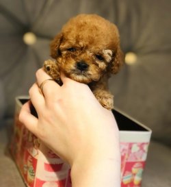 Anne Altından TOY POODLE Yavrular 2