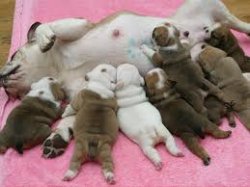 İNGİLİZ BULLDOG YAVRULAR 2