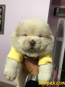 Chow Chow (Çin Aslanı) Yavruları 3