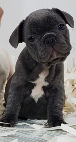Özel French Bulldog Yavruları 2