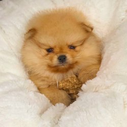 Pomeranian Boo Teddy Bear Yavrular 2