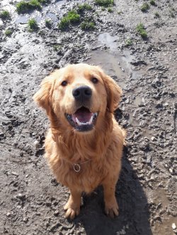 Zeka Küpü Golden Retriever Yavruları 3