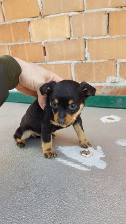 Minyatür Pinscher Yavrularımız 3