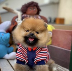 Tuvalet Eğitimli PomeranianBoo Yavrularımız İçin İletişime Geçin 1