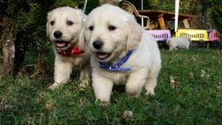 BABY FACE GOLDEN YAVRULARI ÜRETİM ÇİFTLİĞİNDEN 2