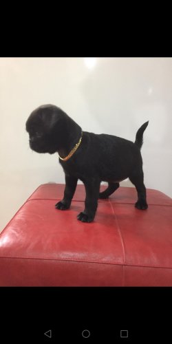 Siyah Pug Mops ANKARA 4