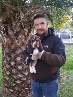 Basset Hound  Yavrular Için Bize Ulaşın 1