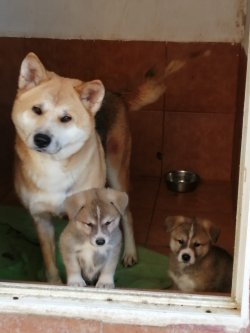 Muhteşem Akita Yavruları 4