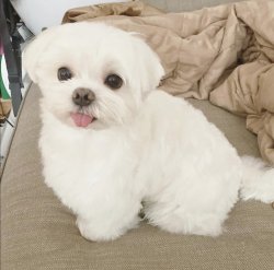 Maltese Terrier 0 Numara 2