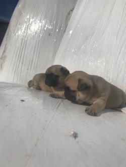 Pug&Mops 0 Numara 0 Burun 3