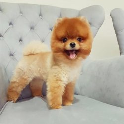 Ayı Surat Pasaportlu Pomeranian Boo Yavrular 2