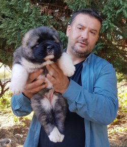 Satılık Kafkas Çoban Köpeği 1