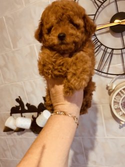 TOY POODLE RED VE DARK RED YAVRULAR 1