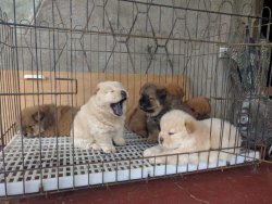 KIZIL VE BEYAZ CHOW CHOW ÇİN ASLANI YAVRULARI 1