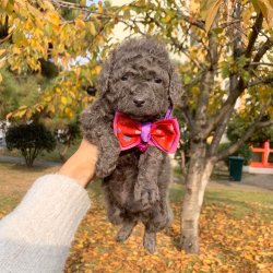 Toy Poodle Silver Renk Teacup Yavrularımız 1