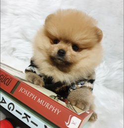 Orjinal Pomeranian Boo Yavrularımız 3