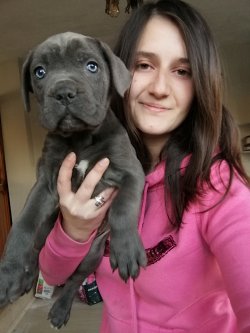 Üst Kalite Cane Corso Yavrularımız 3
