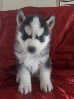 Sibirya Kurdu / Husky Yavrularımız 2