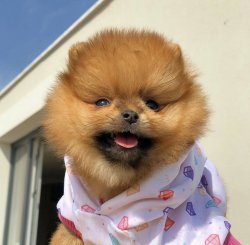Yarışma Düzeyi Pomeranianboo Yavrularımız 2